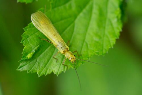Isoperla sp.